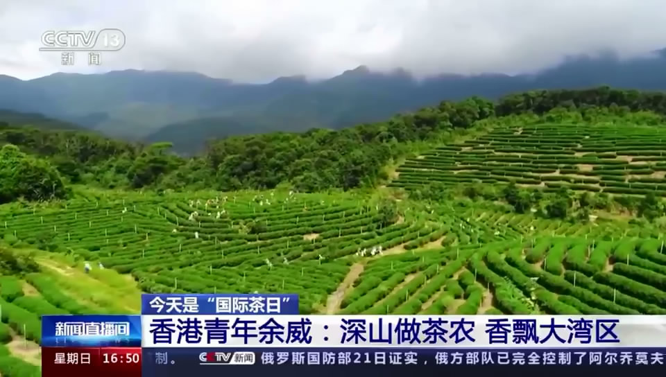 广东肇庆：香港青年余威深山做茶农 香飘大湾区