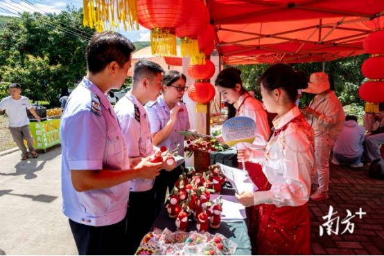 南方+：古树认养现场送服务，税惠为饶平荔枝添“甜”