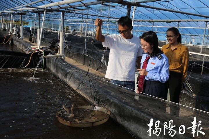 i揭阳：惠来税惠“活水”滋养特色水产升级提质，“两虾一马”游出新天地