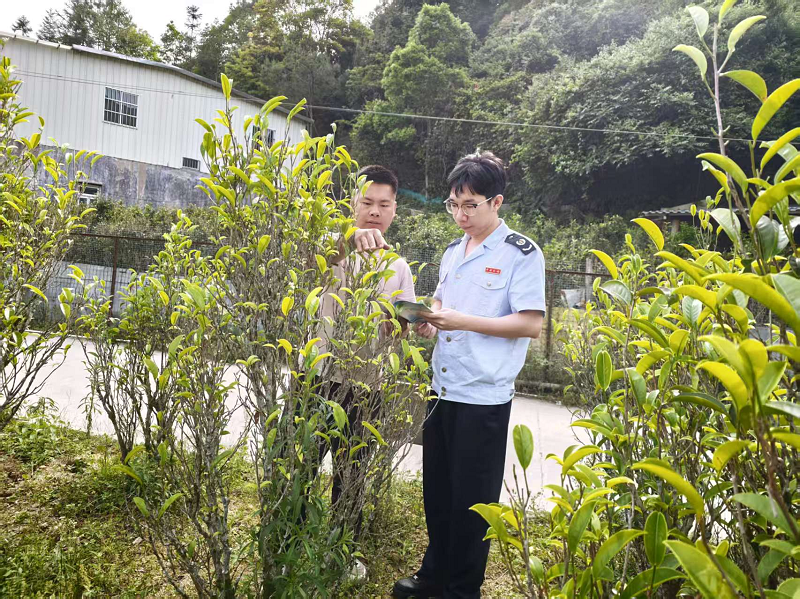 丰顺：“非遗+税宣”：丰顺县税务局打造服务新模式助力高山茶非遗传承与产业发展