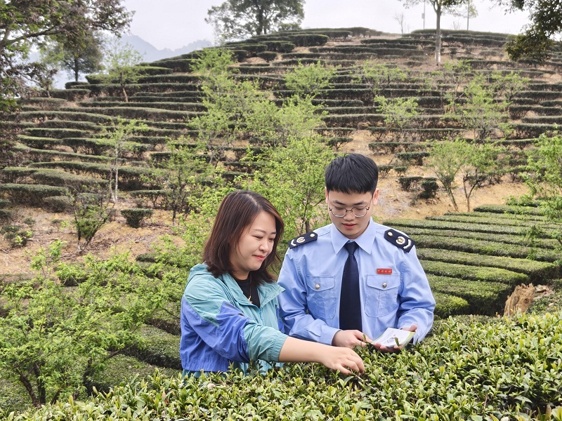 茶香漫山野，税暖润心田——梅州税务开展“进茶乡送服务”活动