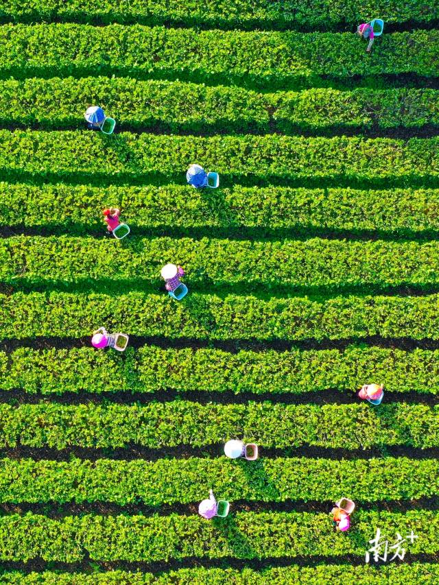 清远税惠东风绿茶园 英红茶香飘万里