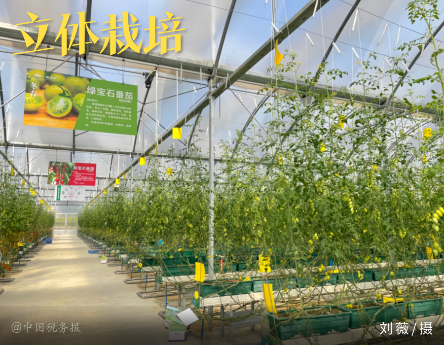 中国税务报：东部地区县域经济领跑全国｜“指尖光影”第61期