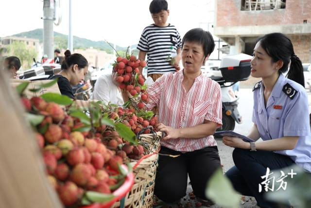 上好“发票合规课”！汕头税务暖心护航雷岭荔枝产业走稳增收路