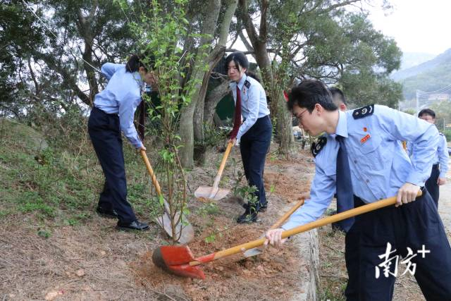 树绿大地、税惠万家！“税务蓝”护航南澳乡村绿色发展