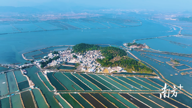 【南方+】汕尾晨洲村：300年“蚝”业焕新生，合规管理铺就共富路