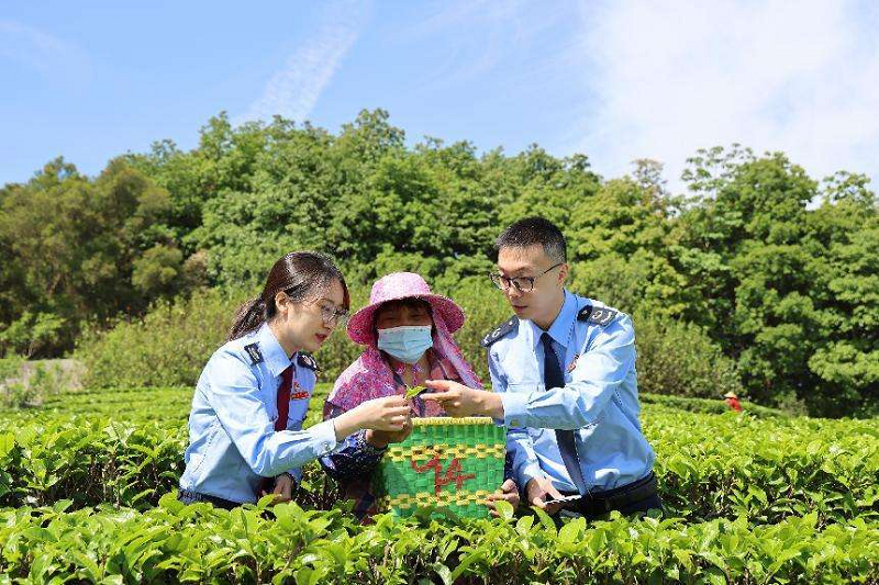 广东云浮新兴县迎来春茶采摘忙