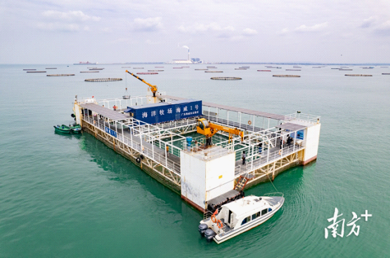 雷州税务部门走访海洋牧场为海威农业送来税费优惠政策