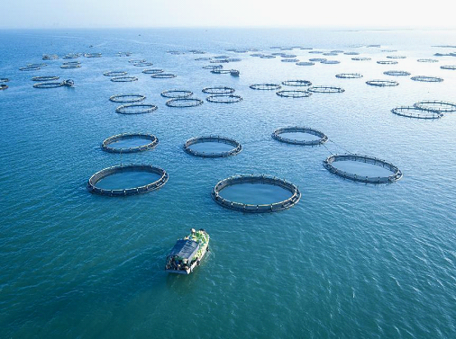 粤西海洋经济发展一线调研千亿产业集群成型成势广东海洋经济蓄势待发